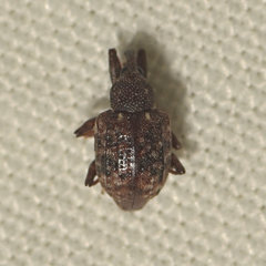 Conotrachelus geminatus