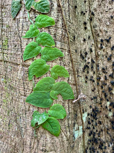 Foto de Shingle plant