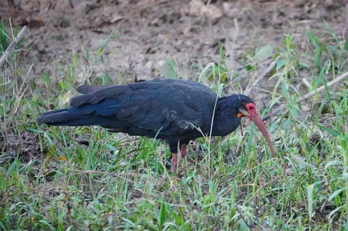 Sharp-tailed Ibis (Cercibis oxycerca), photo 3