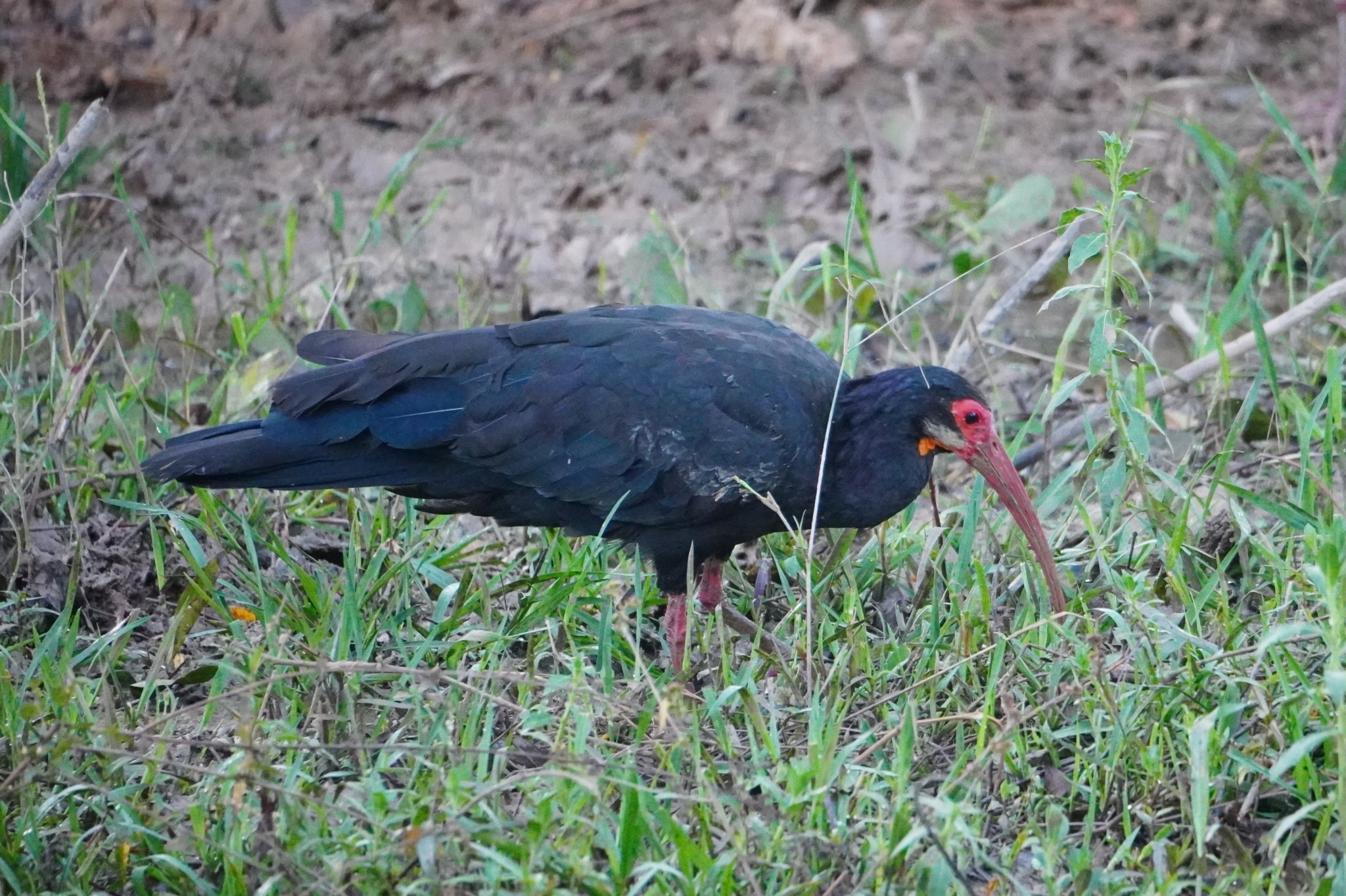 Sharp-tailed Ibis (Cercibis oxycerca), photo 5