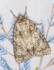 Acronicta hasta