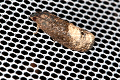 Ecdytolopha