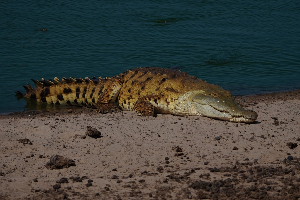 Orinoco Crocodile