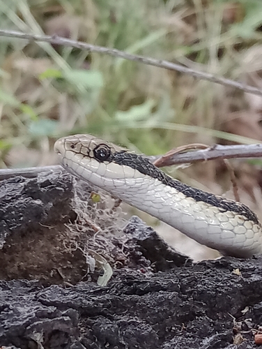 Photo of a Arrow Ground Snake (Erythrolamprus sagittifer)