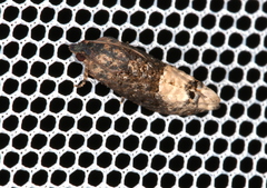 Ecdytolopha