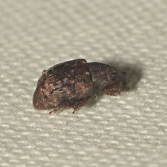 Conotrachelus geminatus