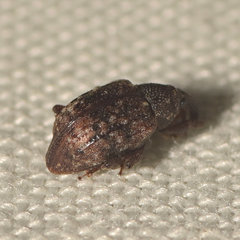 Conotrachelus geminatus