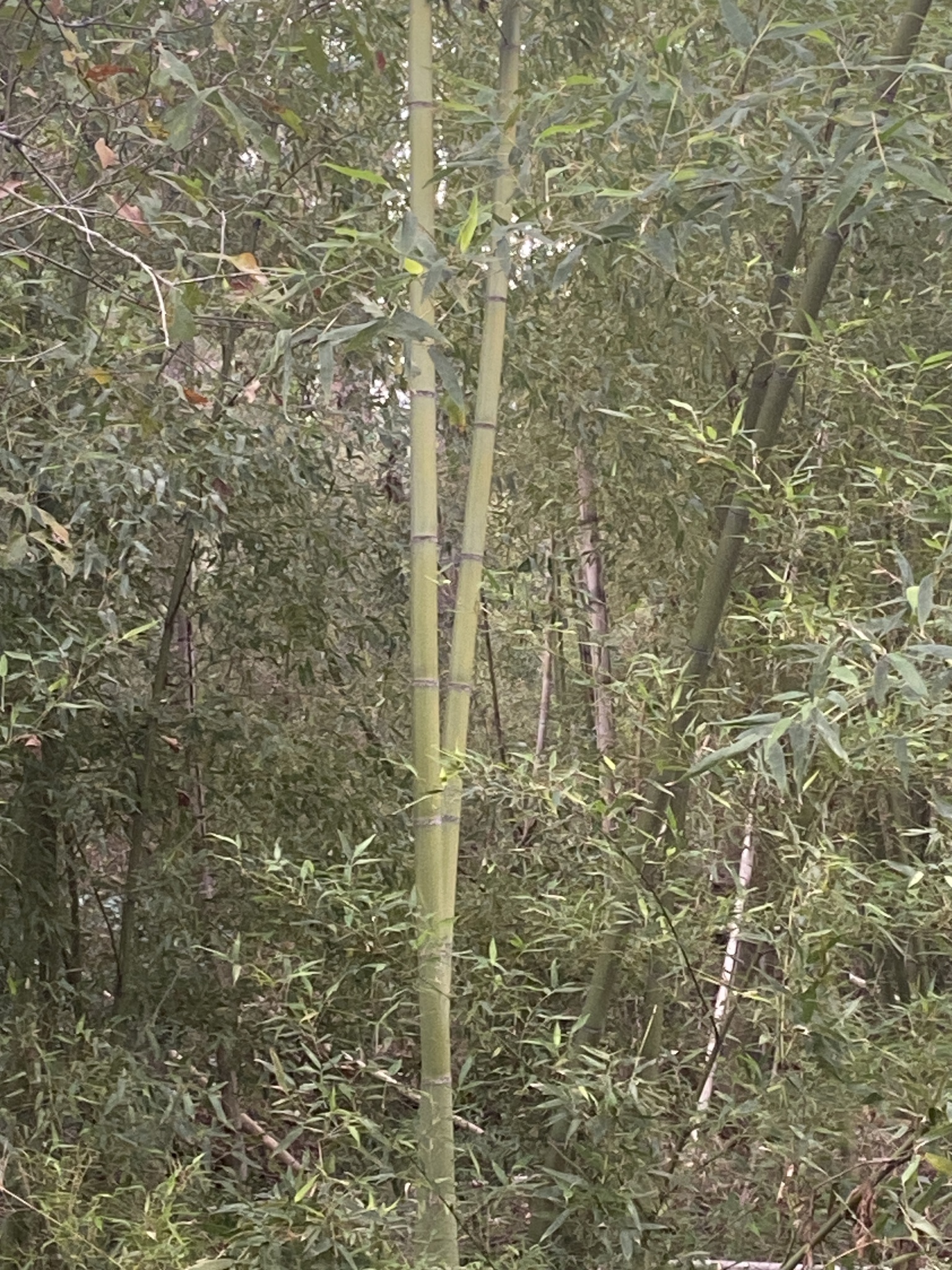 Imagem de Bambu-mossô