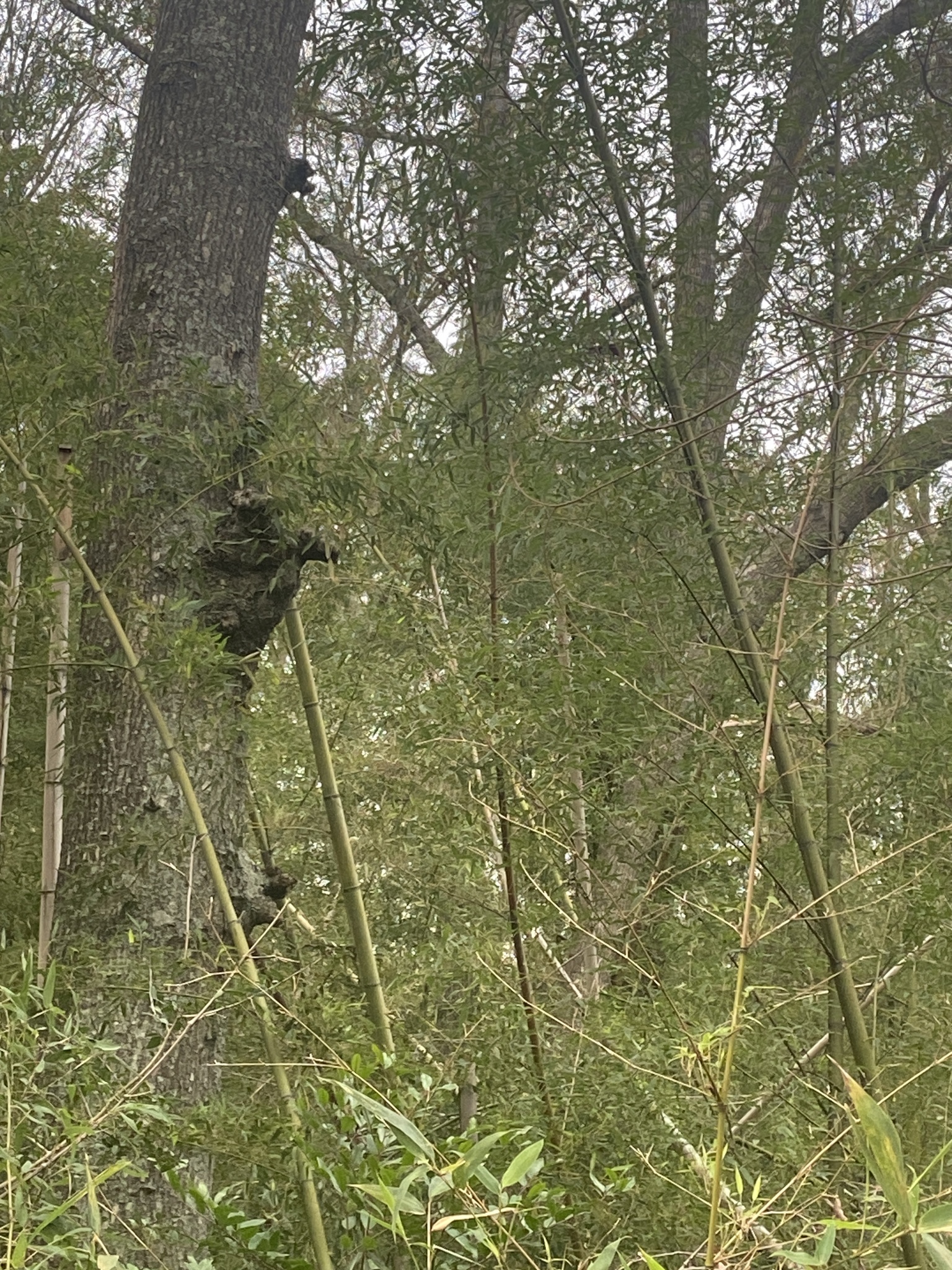 Imagem de Bambu-mossô