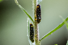 Aulacizes conspersa