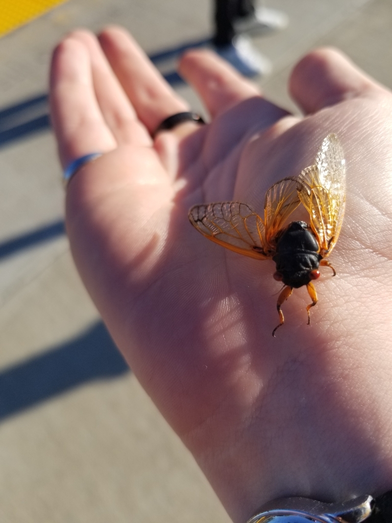 Periodical Cicadas From Albuquerque Bus Station Albuquerque NM 87102 periodical-cicadas-from-albuquerque-bus-station-albuquerque-nm-87102