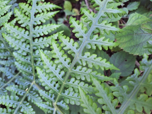 Moon Fern (Blotiella glabra)