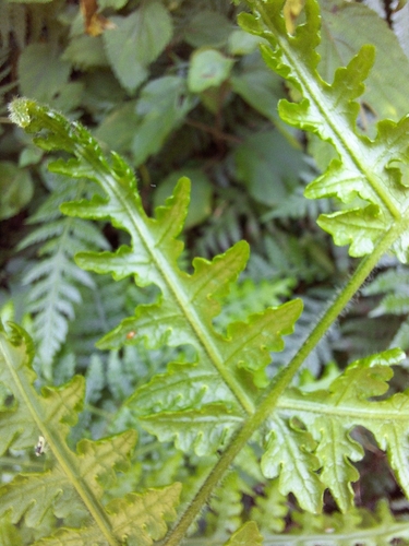 Image of Blotiella glabra by (c) Adele SL, some rights reserved (CC BY)