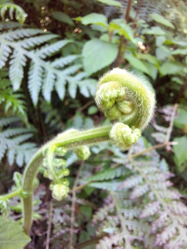 Image of Moon Fern by (c) Adele SL, some rights reserved (CC BY)