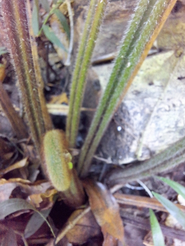 Image of Blotiella glabra by (c) Adele SL, some rights reserved (CC BY)