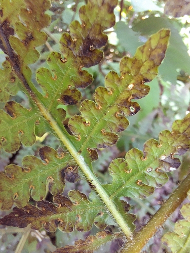 Image of Blotiella glabra by (c) Adele SL, some rights reserved (CC BY)