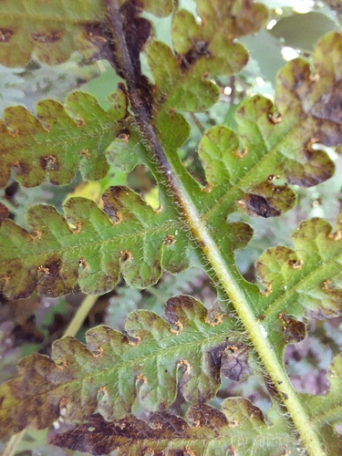 Image of Moon Fern (Blotiella glabra) by (c) Adele SL, some rights reserved (CC BY)