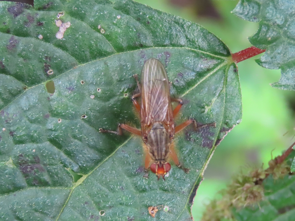 Scatomyza mellipes