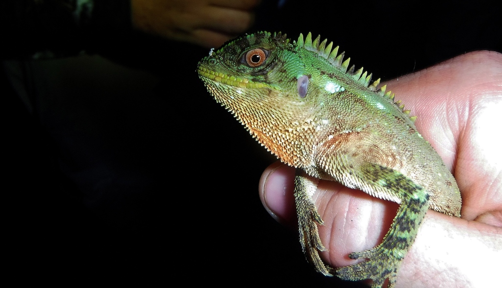 O'shaughnessy's Dwarf Iguana