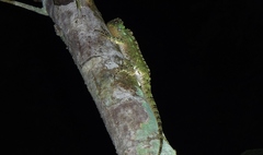 Enyalioides oshaughnessyi