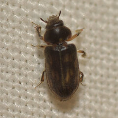Heterocerus fenestratus