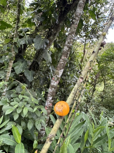 Rhipsalis puniceodiscus, photograph 5