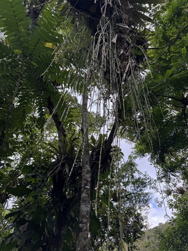 Rhipsalis puniceodiscus, photograph 6