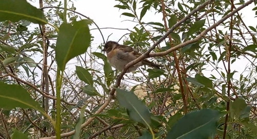 Brambling