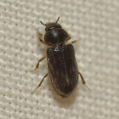 Heterocerus fenestratus
