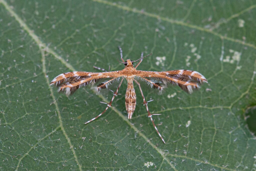Procapperia linariae