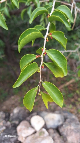 Image of Graytwig (Schoepfia schreberi) by (c) Olvin Wilfredo Oyuela, some rights reserved (CC BY-SA)