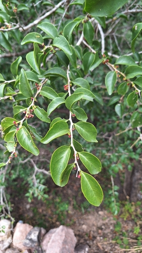 Schoepfia schreberi, photograph 3
