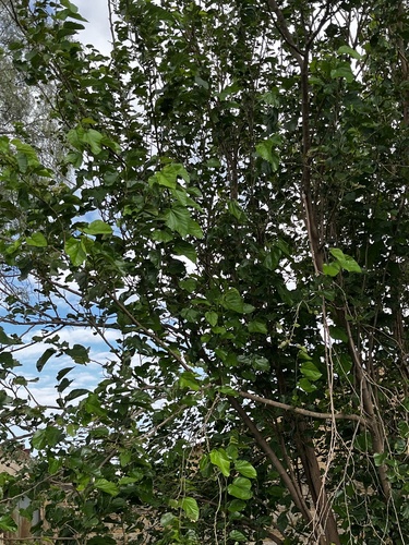 Foto de Amoreira-branca