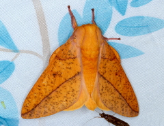 Syssphinx bisecta