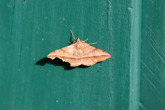 Anticarsia irrorata