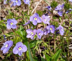 Veronica taurica