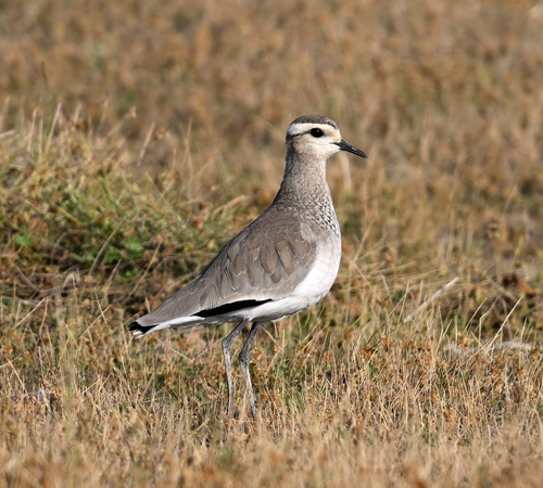Avefría sociable (Vanellus gregarius)
