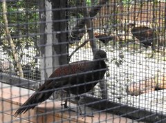 Polyplectron inopinatum