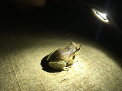 Eleutherodactylus gossei