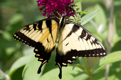 Papilio glaucus