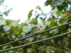 Myiozetetes cayanensis