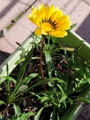 Gazania rigens