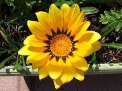 Gazania rigens