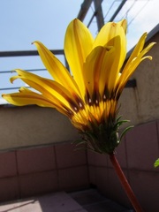 Gazania rigens