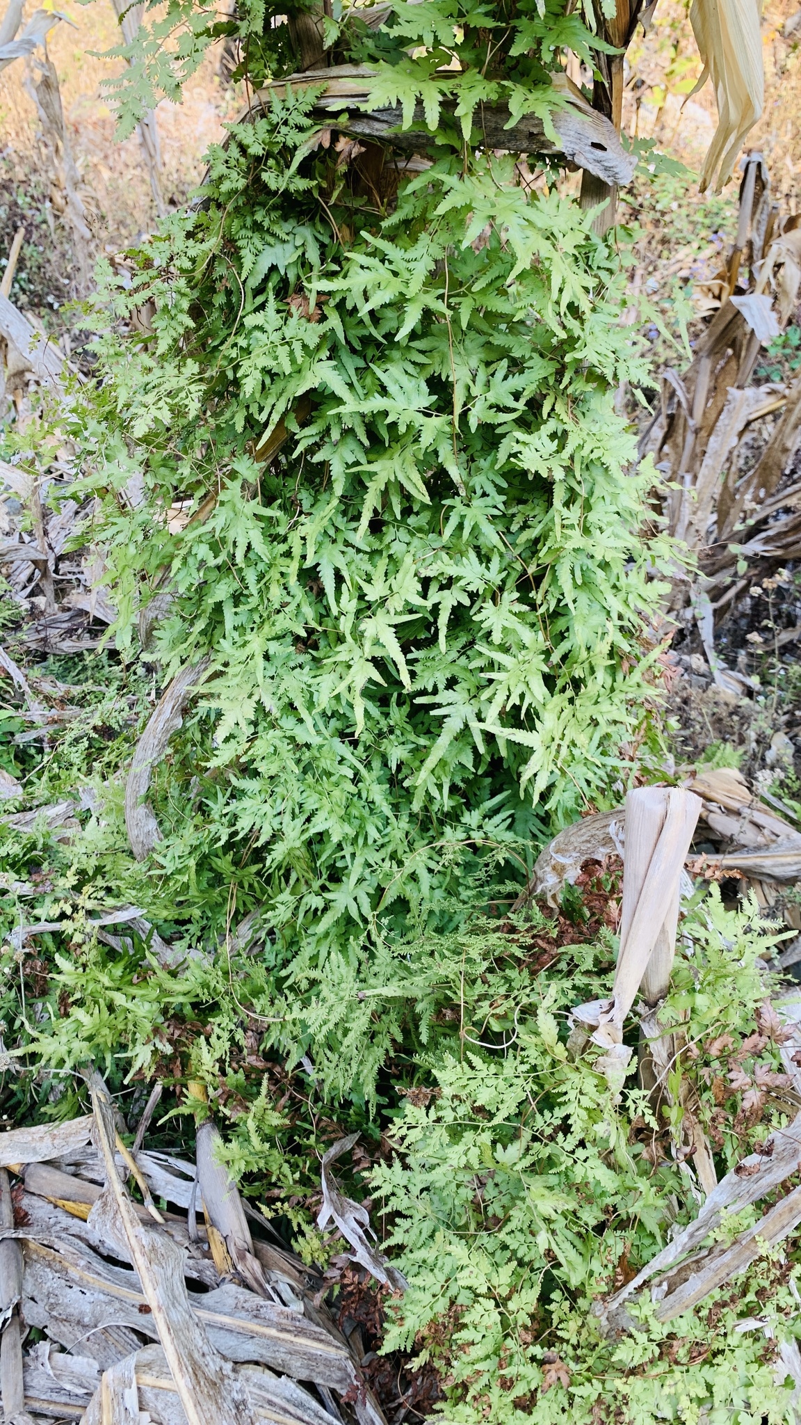 Lygodium japonicum — ảnh 2
