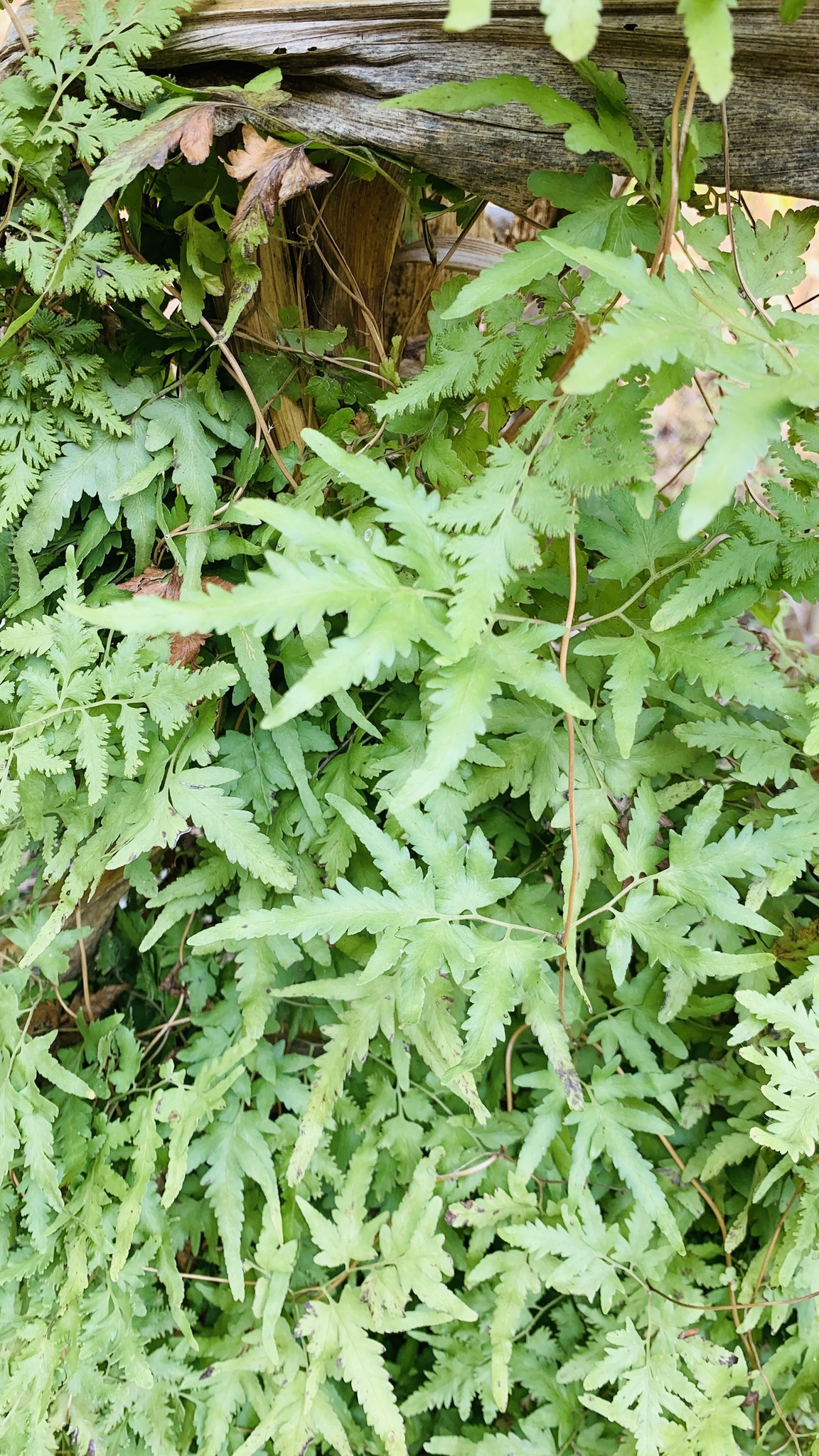 Lygodium japonicum — ảnh 3