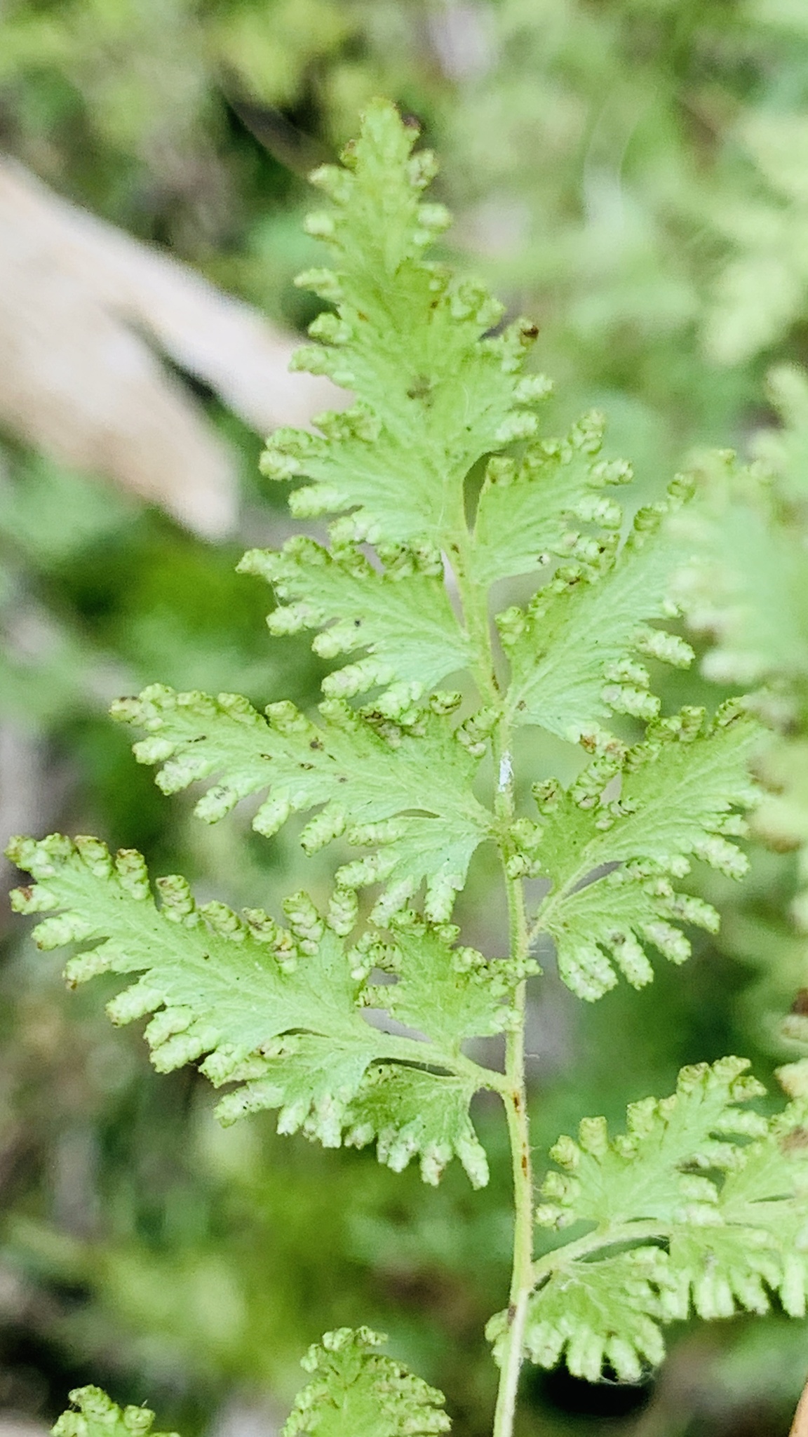 Lygodium japonicum (Lygodium japonicum)