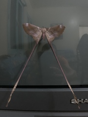 Eudaemonia troglophylla