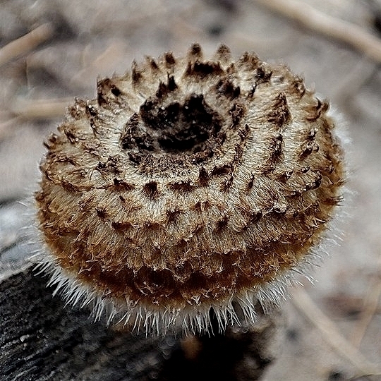 Lentinus berteroi · December 2024 · photo: © trfsinani (iNaturalist, cc-by)