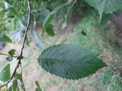 Prunus avium